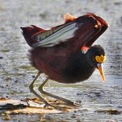 Northern Jacana
